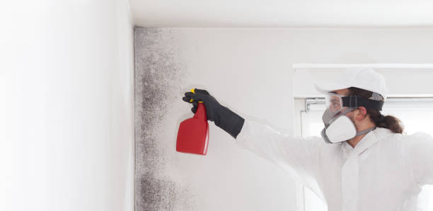 Best Mold Inspection  in Montecito, CA