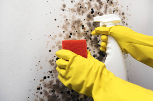Best Residential Mold Removal  in Montecito, CA