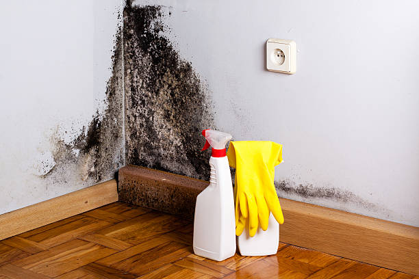 Best Emergency Mold Removal  in Montecito, CA