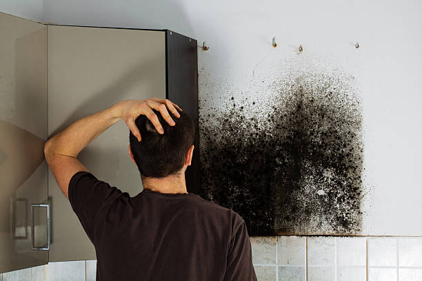 Best Toxic Mold Removal  in Montecito, CA